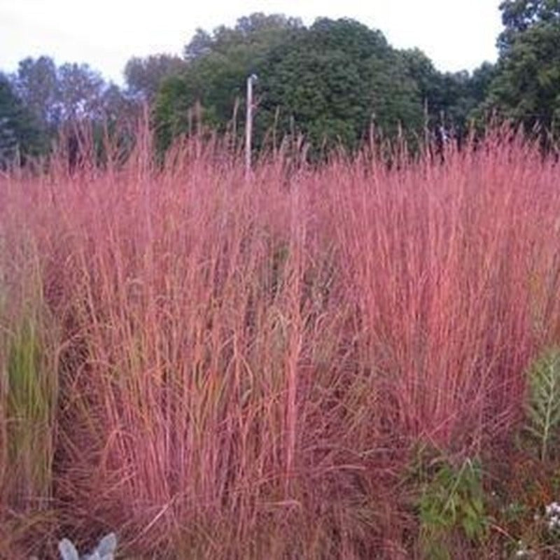 ANDROPOGON RED OCTOBER – Knippel Garden Centre