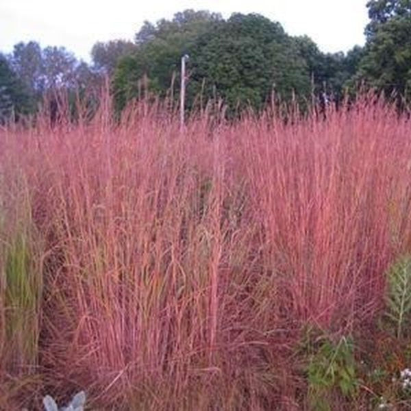 ANDROPOGON RED OCTOBER