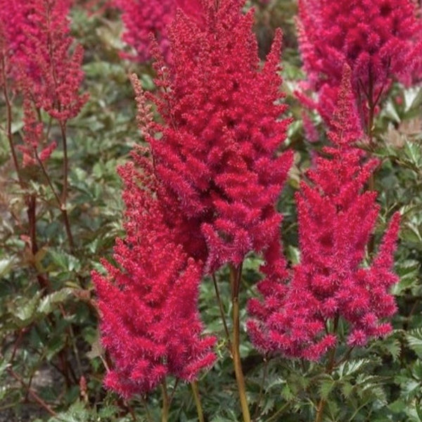 ASTILBE LOWLANDS RUBY RED