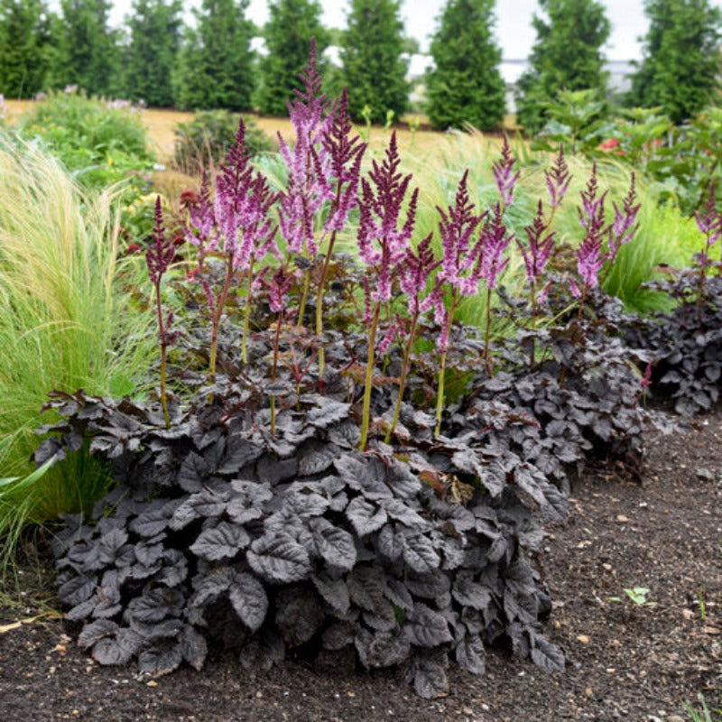 ASTILBE DARK SIDE OF THE MOON