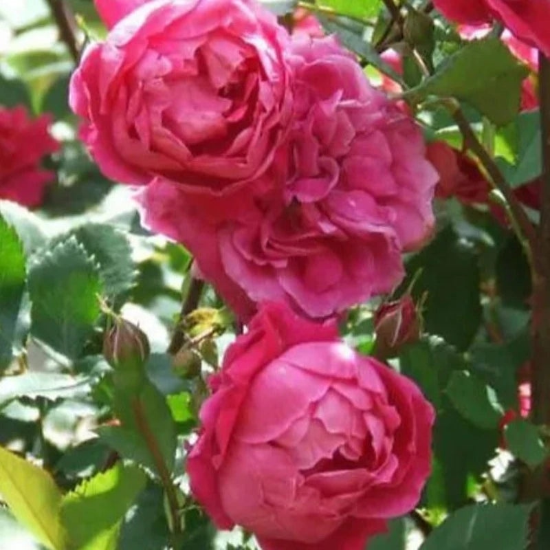 ROSE EXPLORER ALEXANDER MACKENZIE – Knippel Garden Centre