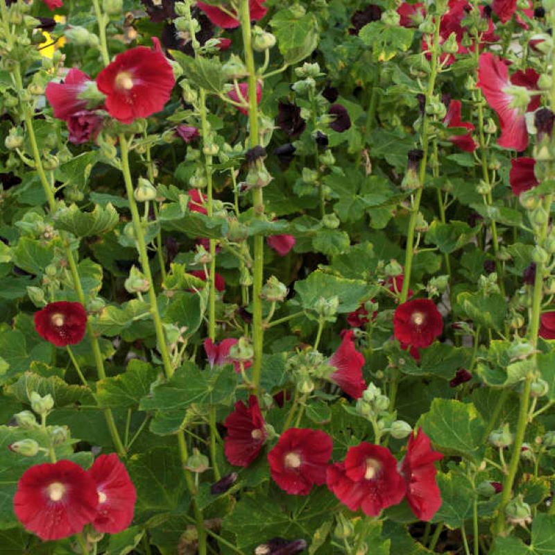 ALCEA SPOTLIGHT MARS MAGIC