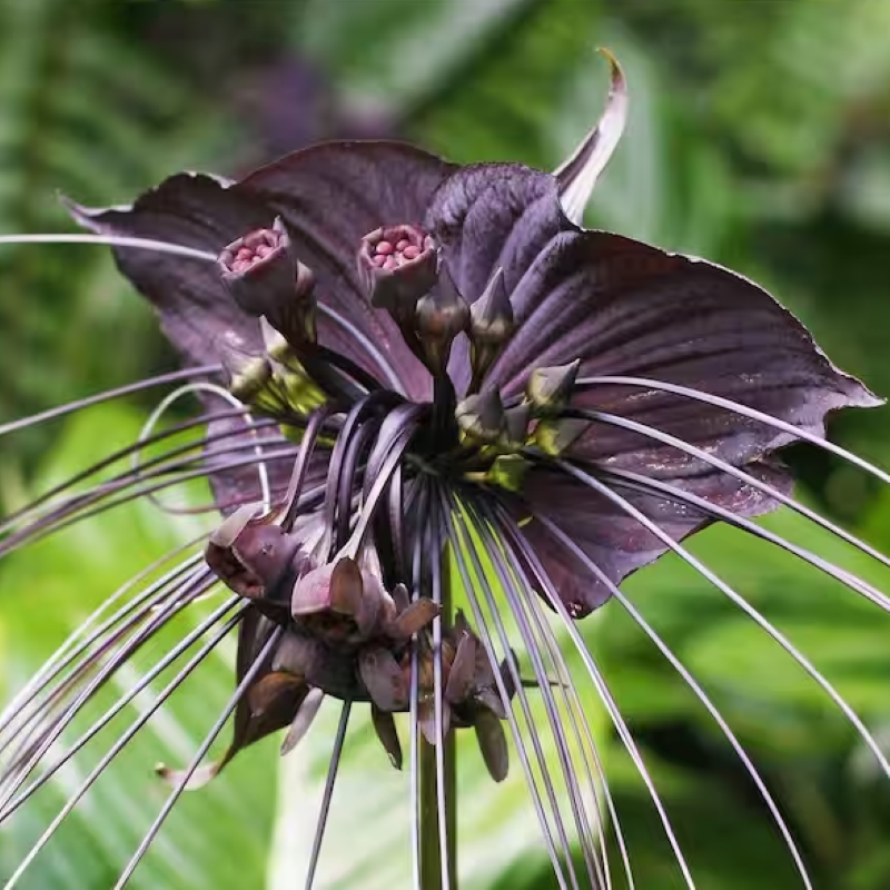 TACCA CHANTRIERI