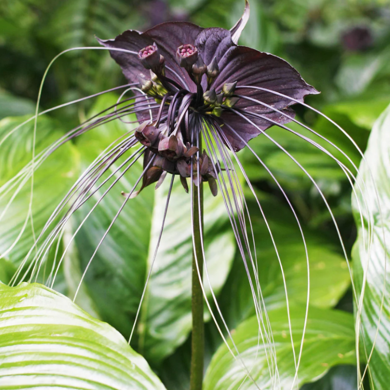 TACCA CHANTRIERI
