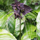 TACCA CHANTRIERI