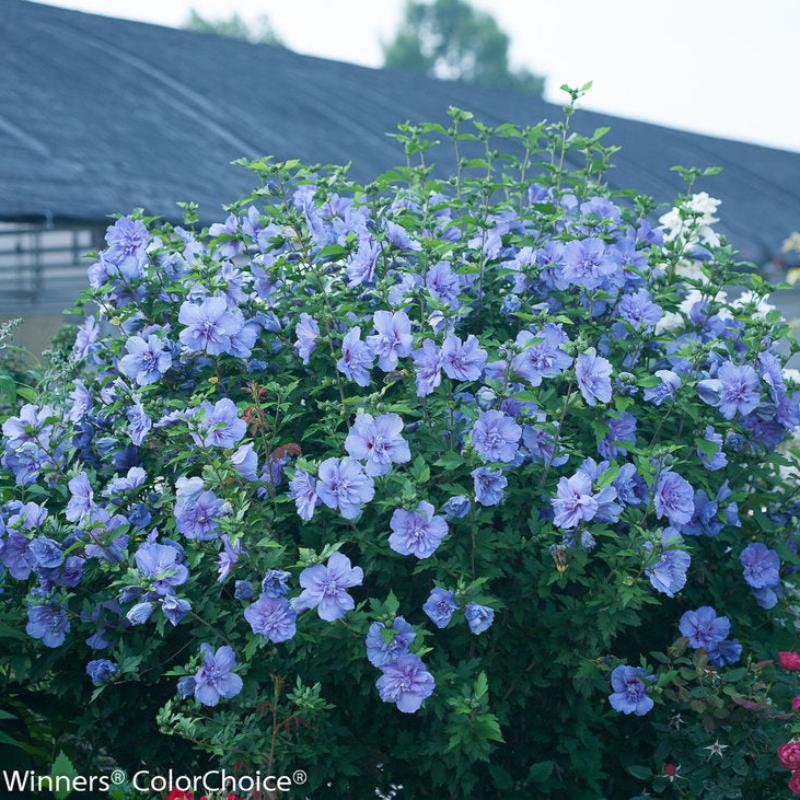 ROSE OF SHARON BLUE CHIFFON PW