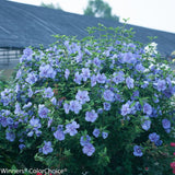 ROSE OF SHARON BLUE CHIFFON PW
