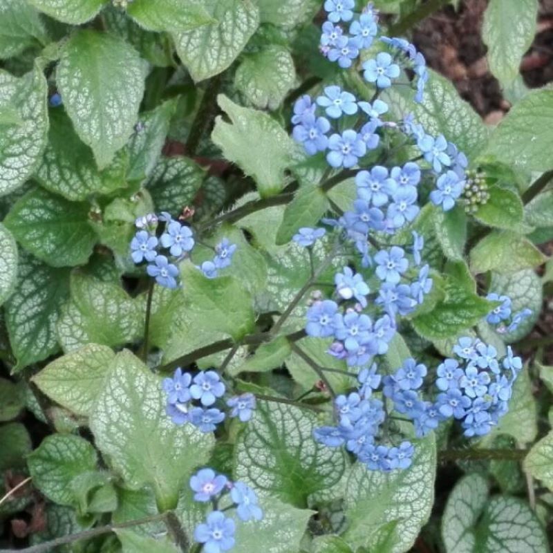 BRUNNERA ALEXANDERS GREAT – Knippel Garden Centre