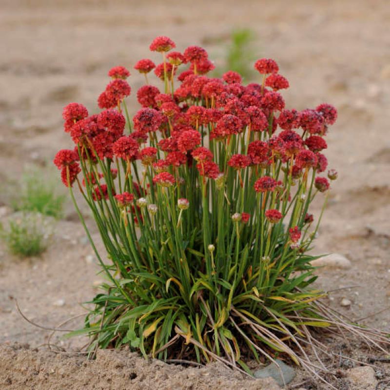 ARMERIA BALLERINA RED