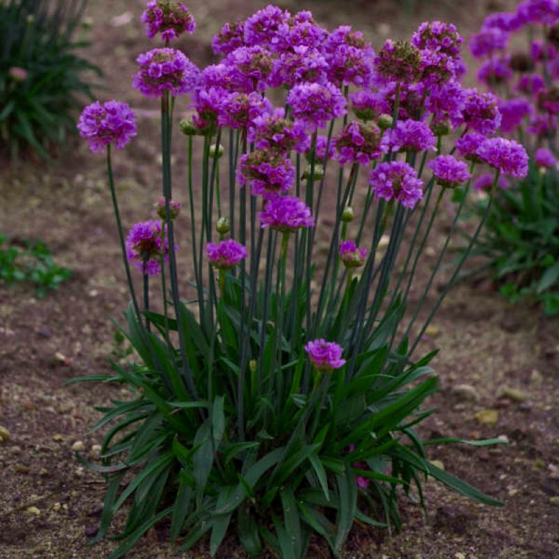 ARMERIA BALLERINA LILAC