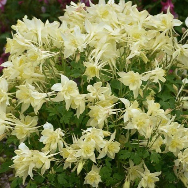 AQUILEGIA KIRIGAMI YELLOW