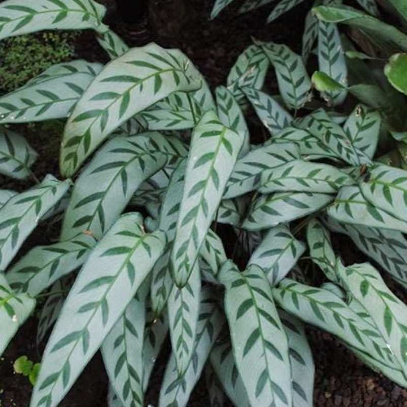 CALATHEA BACHEMIANA