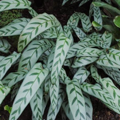 CALATHEA BACHEMIANA