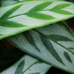 CALATHEA BACHEMIANA