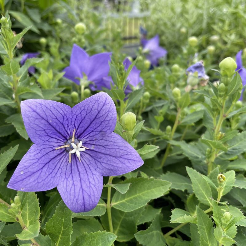 PLATYCODON TWINKLE BLUE