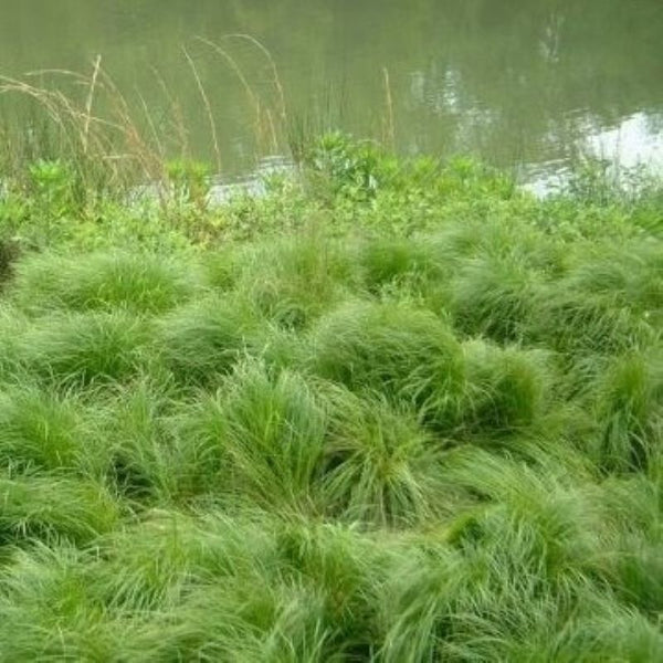CAREX PENSYLVANICA