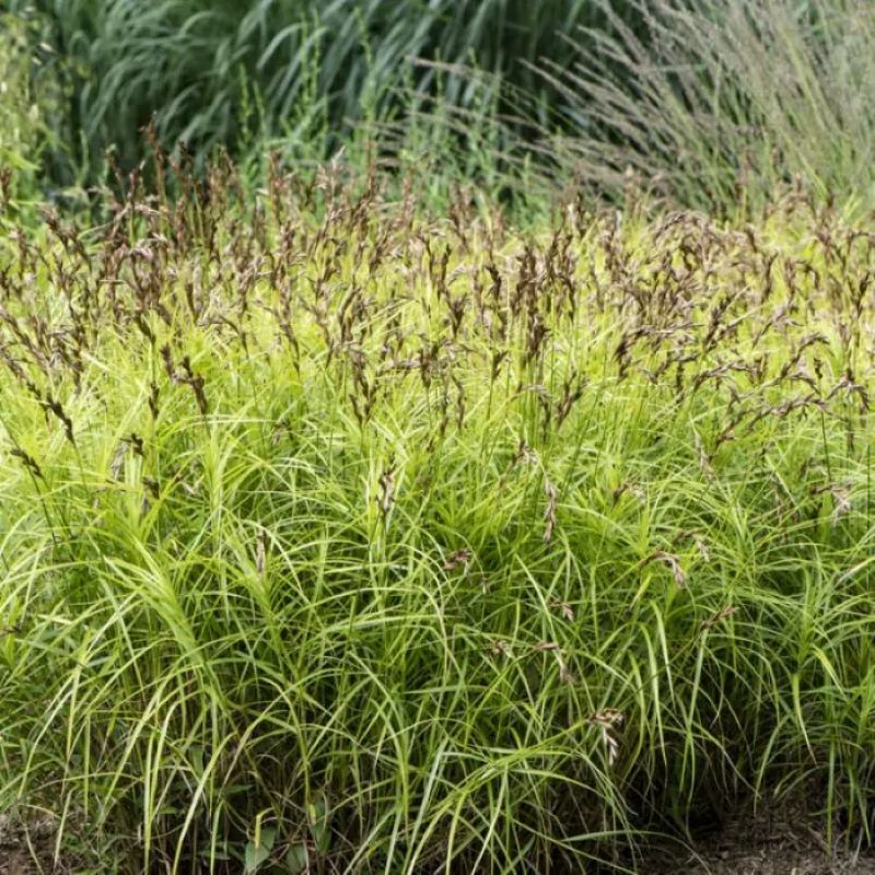 CAREX MUSKINGUMENSIS