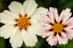 COREOPSIS STAR CLUSTER