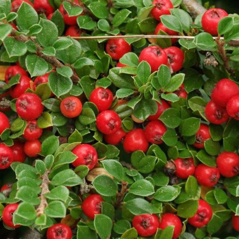 COTONEASTER CRANBERRY