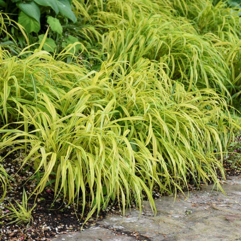JAPANESE FOREST GRASS VARIEGATED