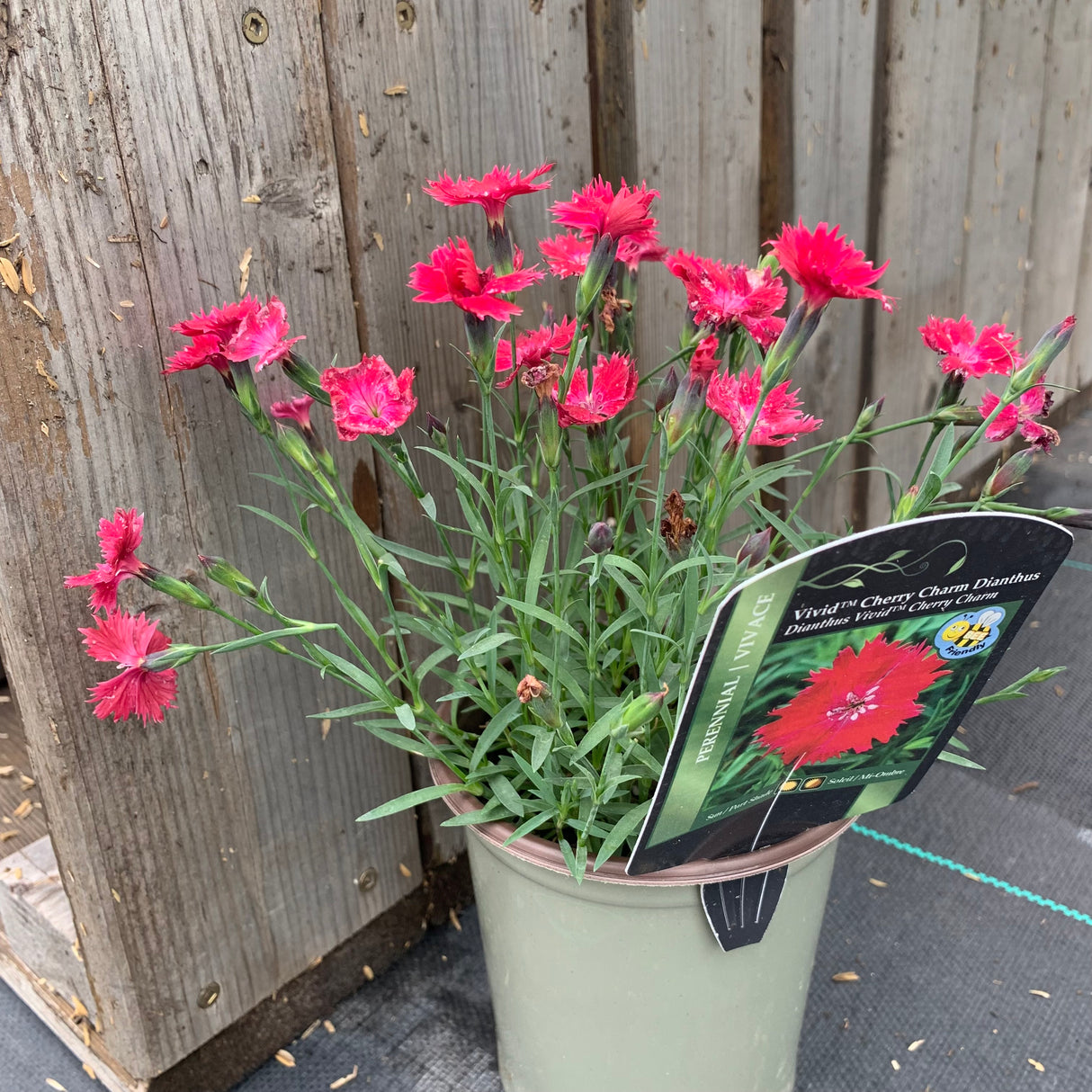 DIANTHUS CHERRY CHARM