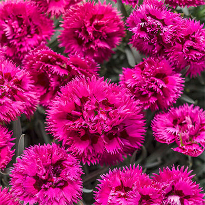 DIANTHUS SPIKED PUNCH