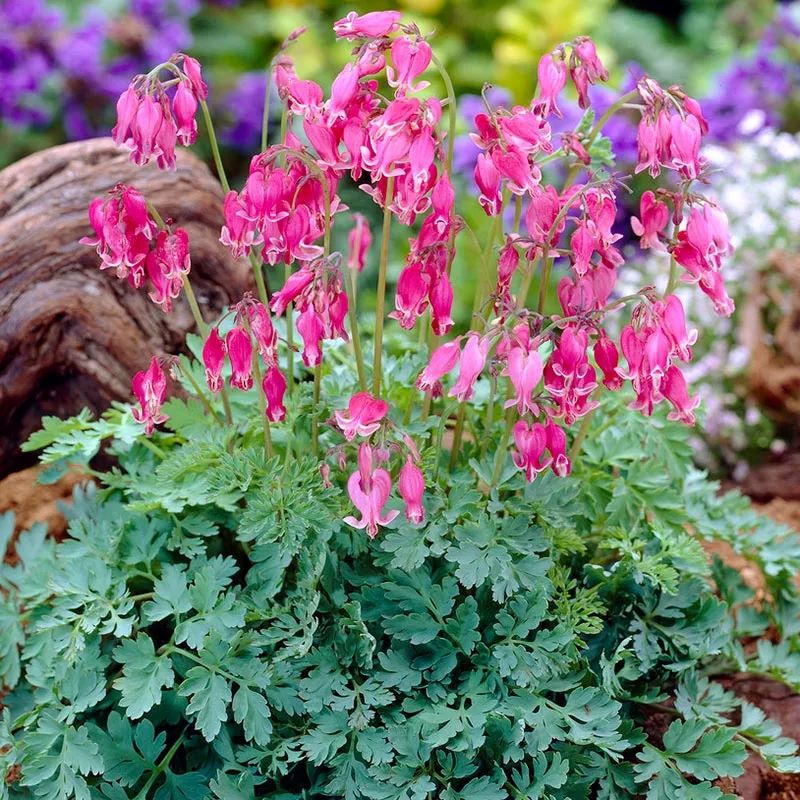 DICENTRA KING OF HEARTS