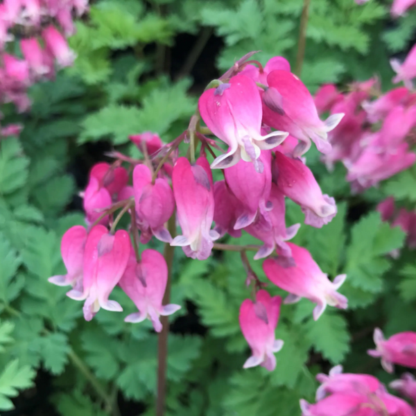 DICENTRA LUXURIANT