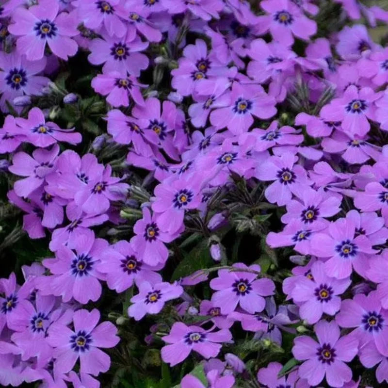 PHLOX EYE SHADOW