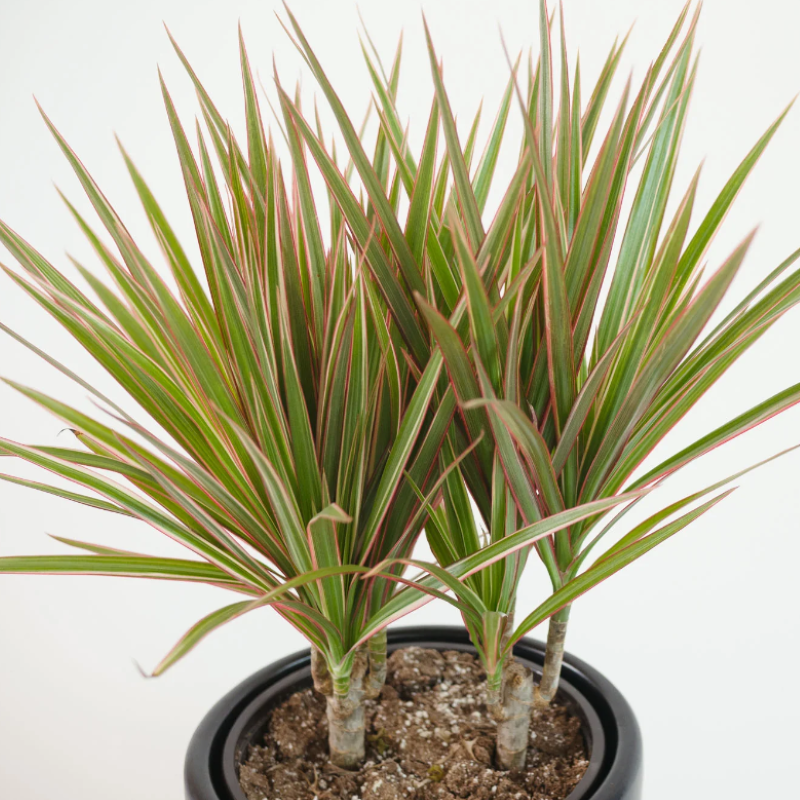 DRACAENA BICOLOR