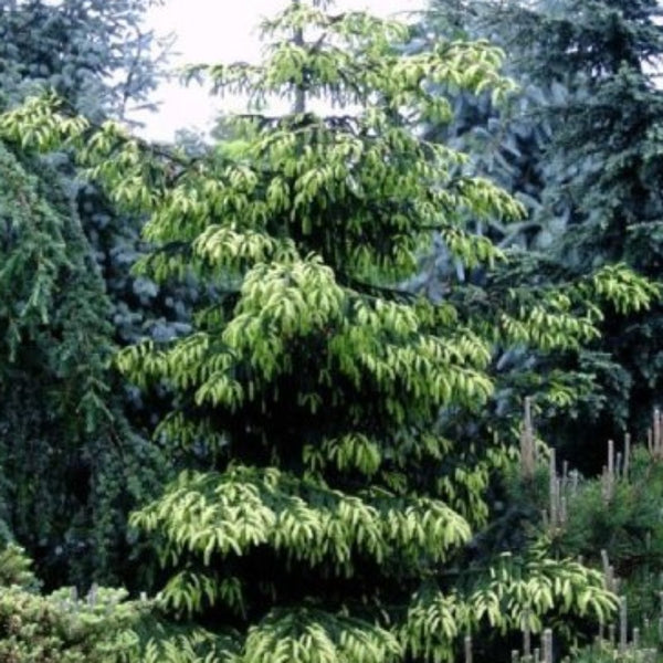 SPRUCE CAUCASIAN EARLY GOLD