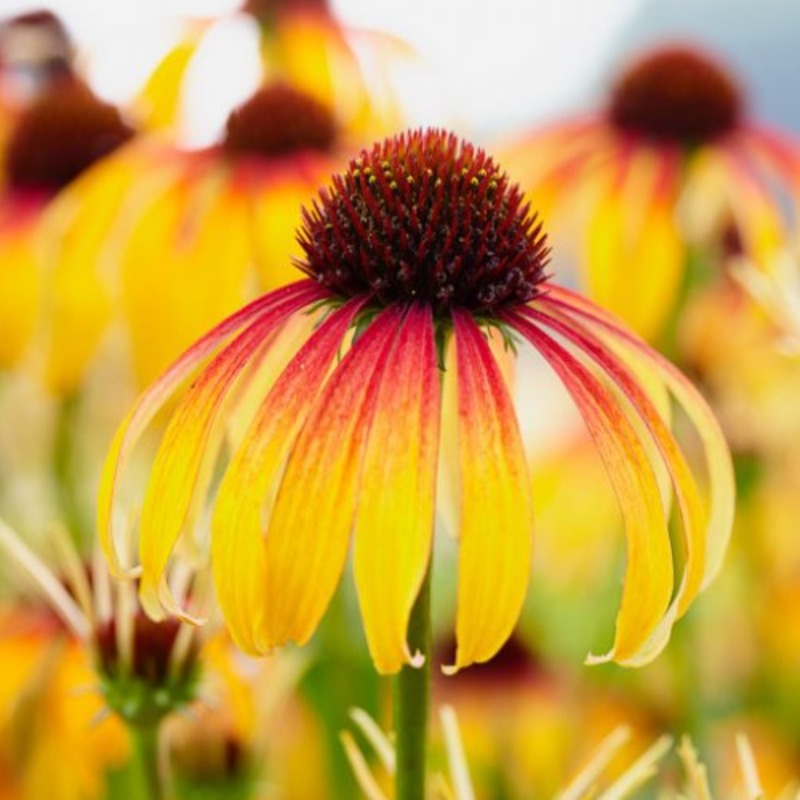 ECHINACEA FIERY MEADOW MAMA