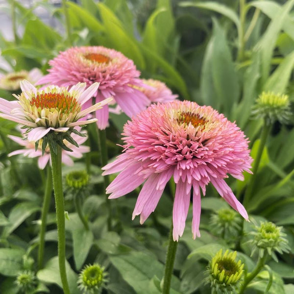 ECHINACEA BUTTERFLY KISSES