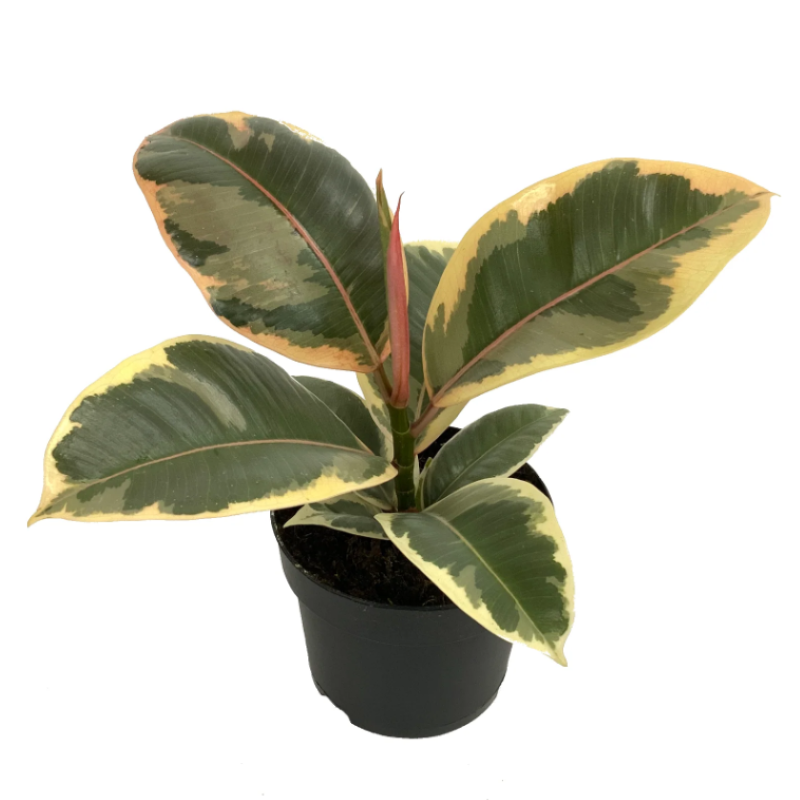 FICUS TINEKE – Knippel Garden Centre
