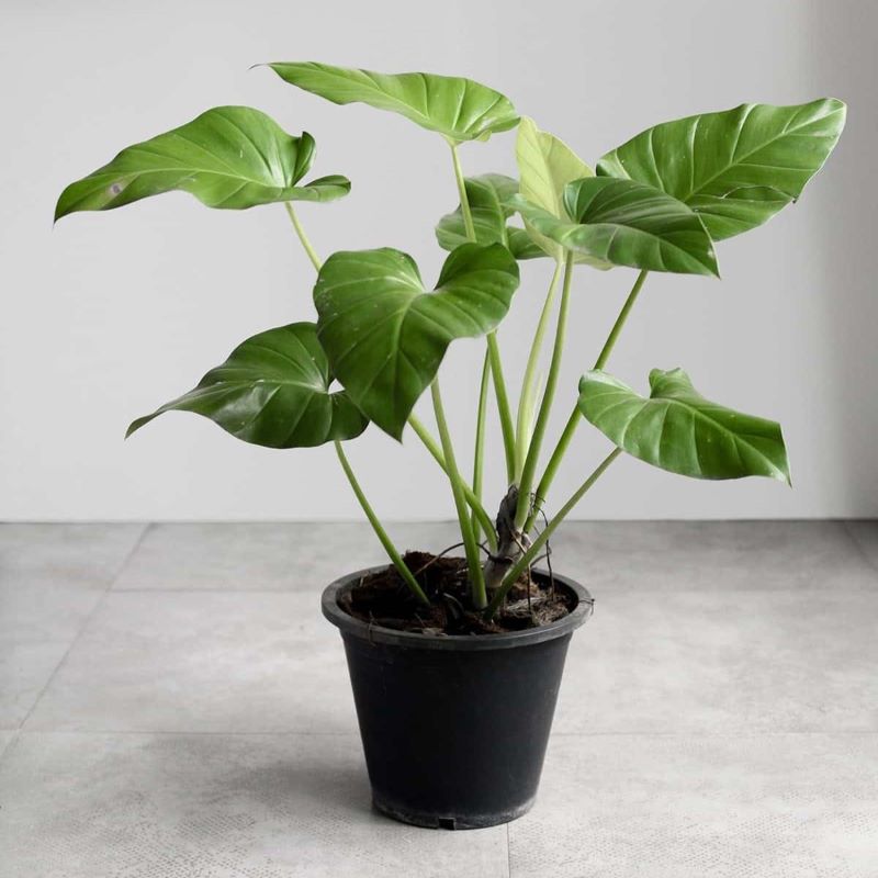 PHILODENDRON GIGANTEUM – Knippel Garden Centre