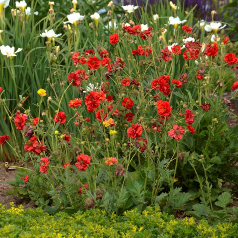 GEUM BLAZING SUNSET