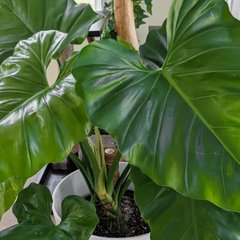 PHILODENDRON GIGANTEUM