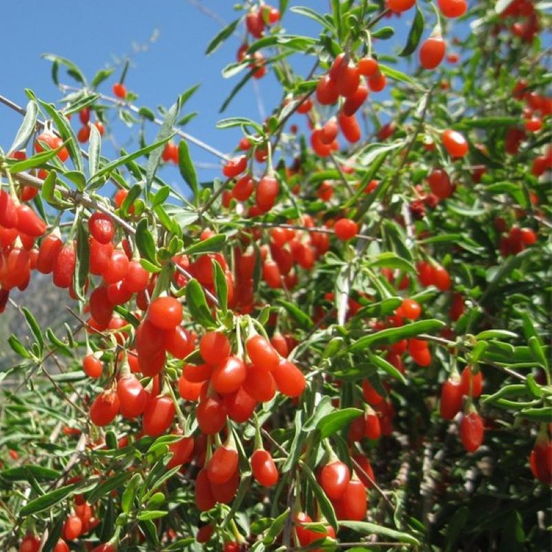 GOJI BERRY FIRECRACKER