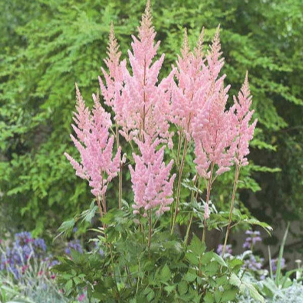 ASTILBE VISIONS INFERNO