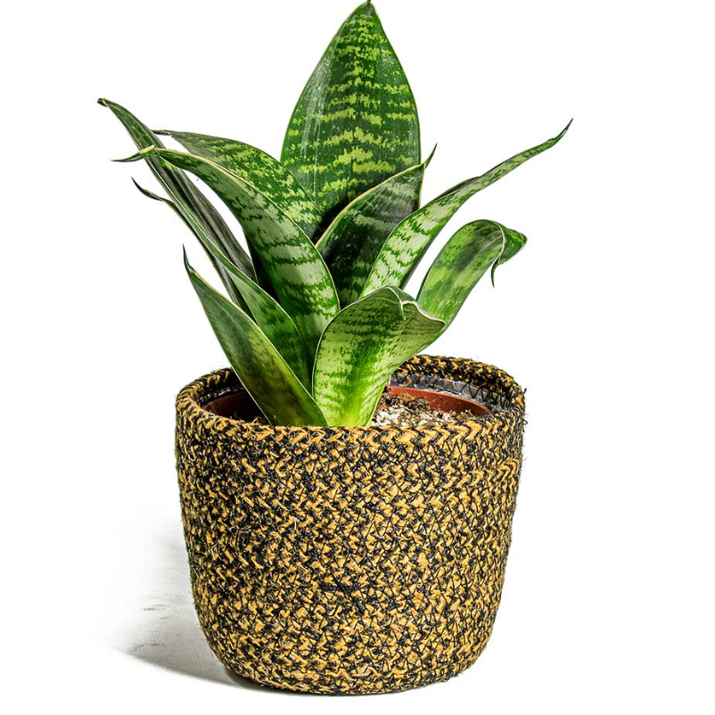SANSEVIERIA HAHNII