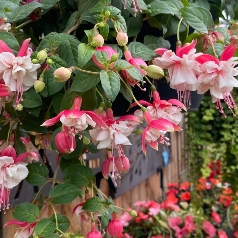 Fuchsia - White and Pink