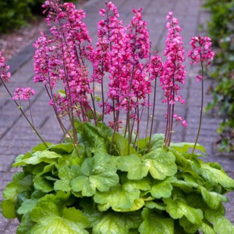 HEUCHERA TIMELESS GLOW