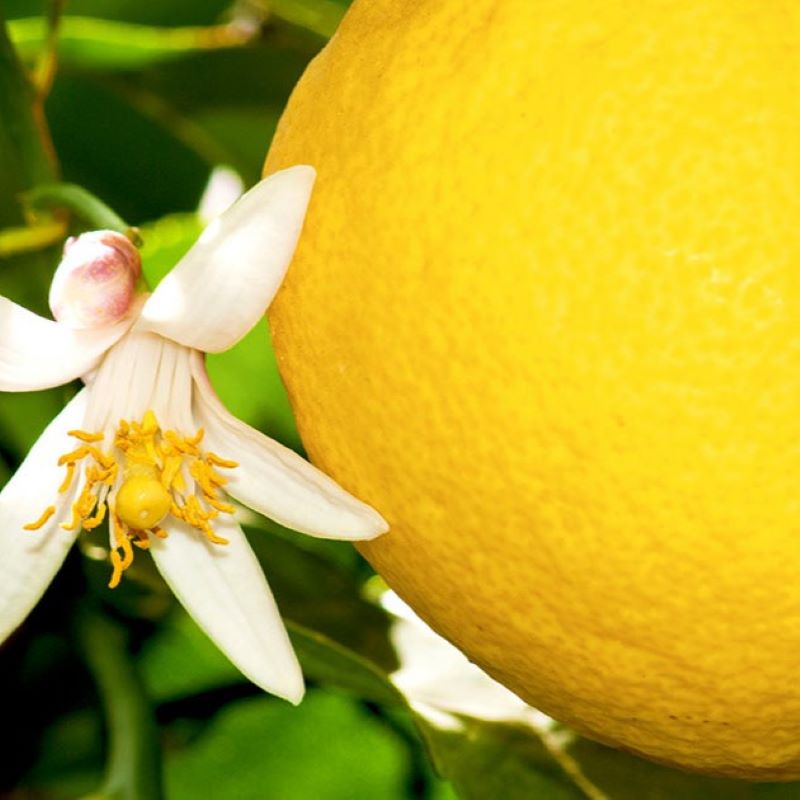 LEMON STD – Knippel Garden Centre