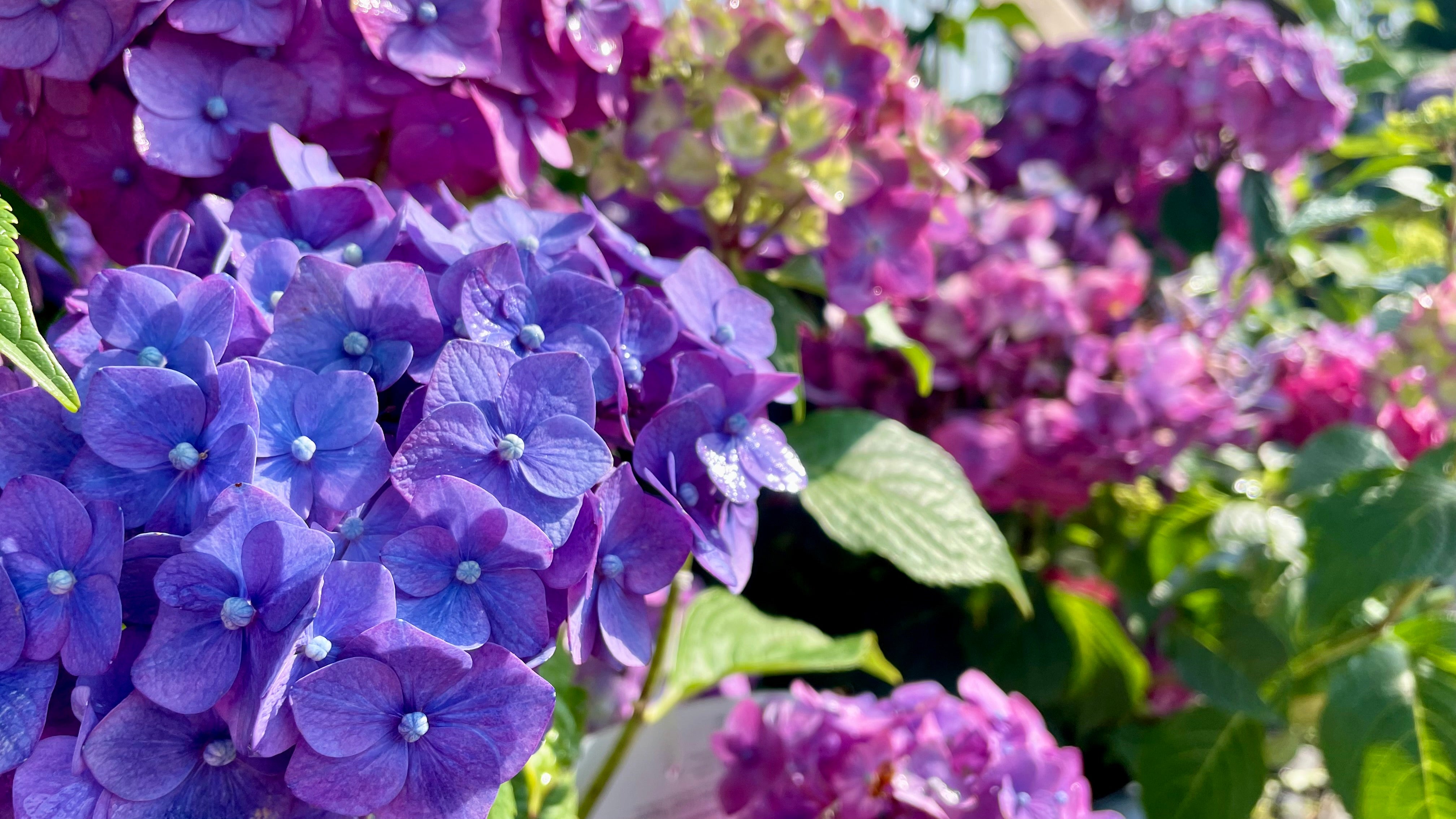Shop Shrubs – Page 16 – Knippel Garden Centre