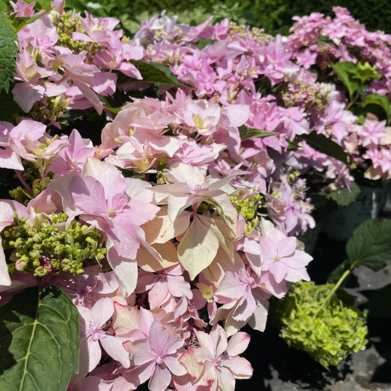 HYDRANGEA TUFF STUFF AH-HA