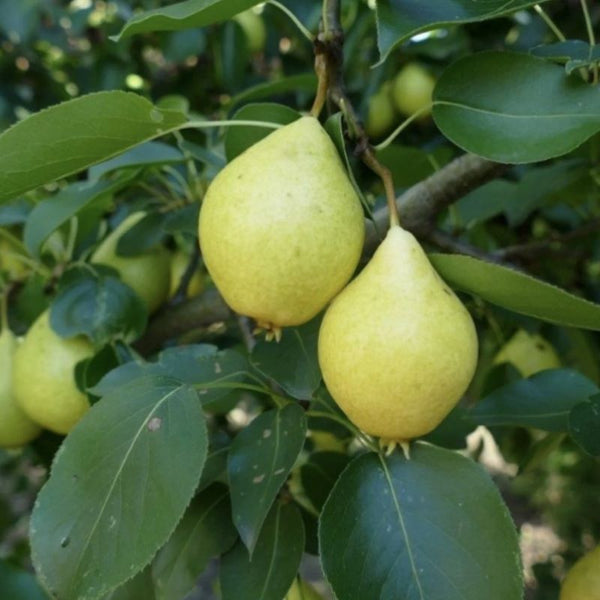 PEAR EARLY GOLDEN