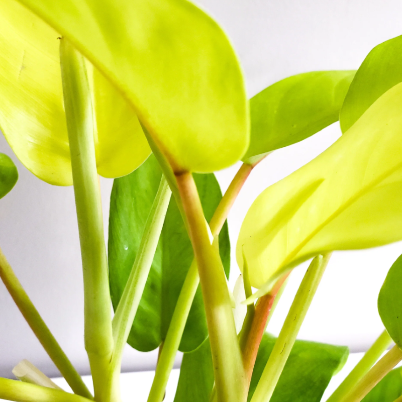 PHILODENDRON LEMON LIME – Knippel Garden Centre