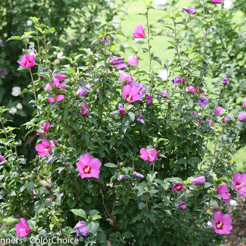 ROSE OF SHARON LIL KIM VIOLET PW