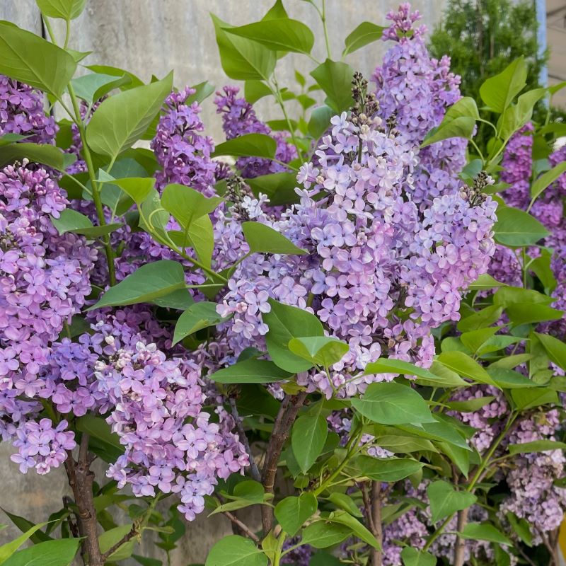 LILAC LUDWID SPAETH
