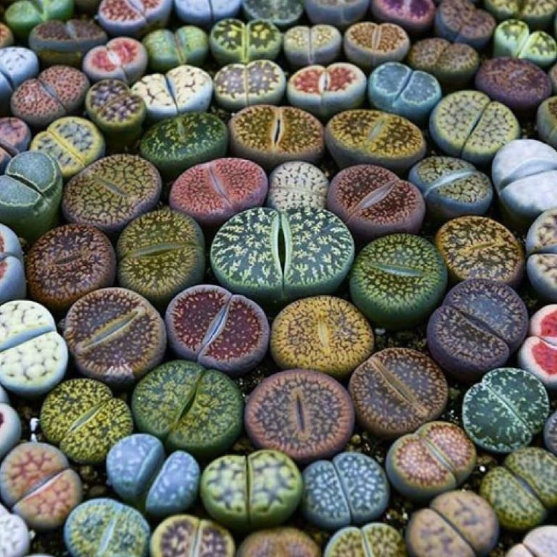 Lithobs LITHOPS LIVING STONE – Knippel Garden Centre